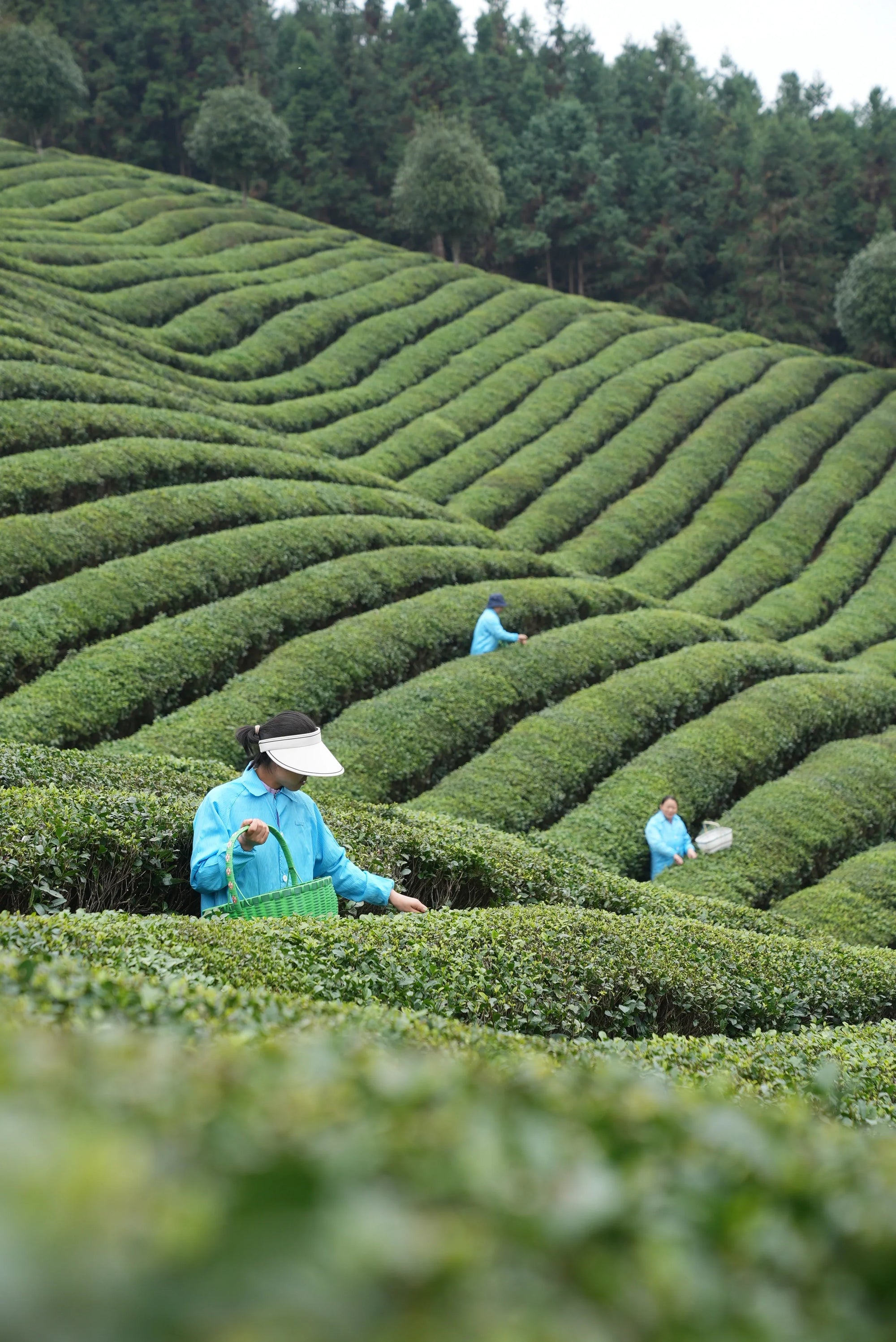 Matcha vs green tea: the ultimate showdown